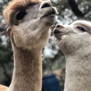 Apadrina a l'Haralda