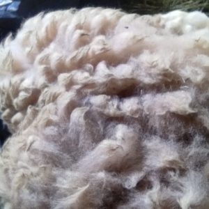 Haralda fibra sense rentar