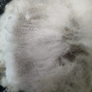 Bécquer fibra sense rentar