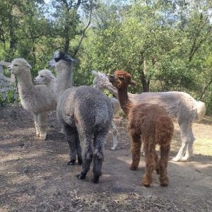 14 de juny (10,30h - 12h)